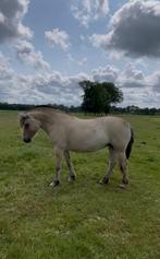 Lieve 5 jarige fjordenmerrie, Dieren en Toebehoren, Merrie, Minder dan 160 cm, 3 tot 6 jaar, Onbeleerd
