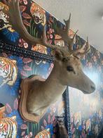 Hertengewei, Ophalen, Gebruikt