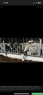 Gezocht Zweeds voerhek, Dieren en Toebehoren, Stalling en Weidegang