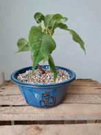 Bodhiboom Ficus Religiosa Bonsai, Huis en Inrichting, Kamerplanten, Ophalen, Ficus, Minder dan 100 cm