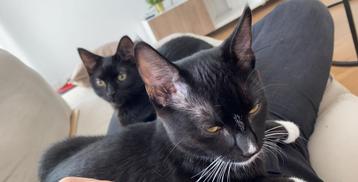 Katten zoeken een gouden mandje beschikbaar voor biedingen