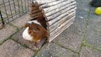 Cavia, Dieren en Toebehoren, Maart, Mannelijk, Cavia