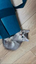 Schattige Britse Korthaar kittens, Dieren en Toebehoren, Katten en Kittens | Raskatten | Korthaar, Meerdere dieren, Met stamboom
