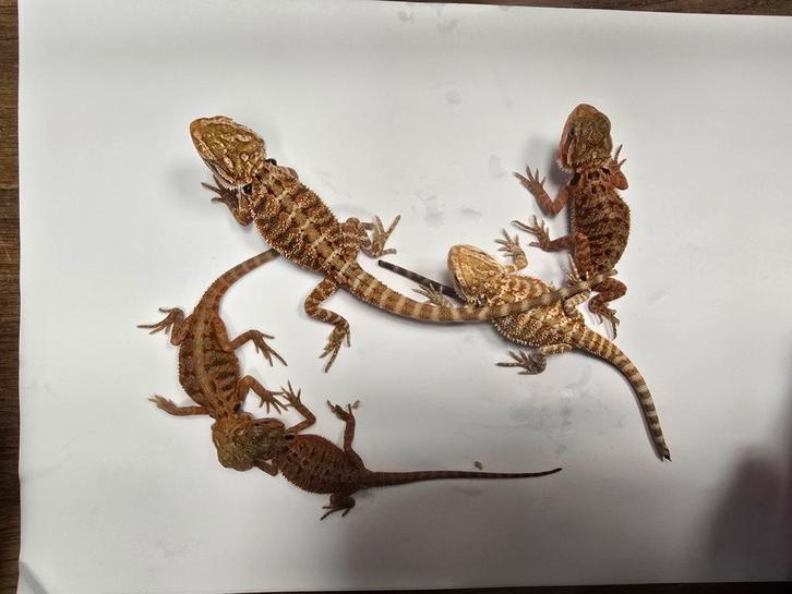 Jonge baardagamen prachtige kleuren, Dieren en Toebehoren, Reptielen en Amfibieën, Hagedis, 0 tot 2 jaar