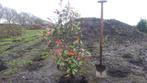 Photinia red robin (glansmispel), Tuin en Terras, Planten | Bomen, Overige soorten, Ophalen of Verzenden