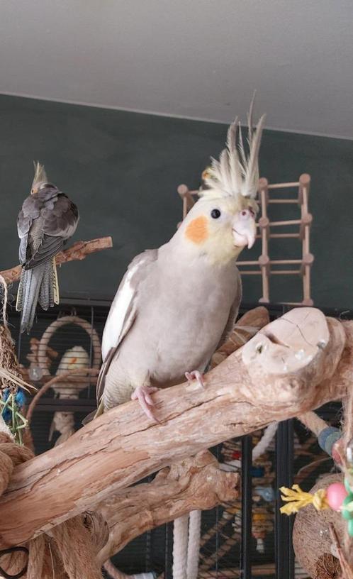Baby Valkparkiet man geboren 24 maart 2025, Dieren en Toebehoren, Vogels | Parkieten en Papegaaien, Parkiet, Mannelijk