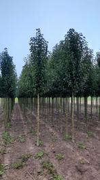 Pyrus Chanticleer (Chinese Sierpeer) 🌳❗️kwaliteit❗️🌳, Ophalen, Volle zon, Overige soorten