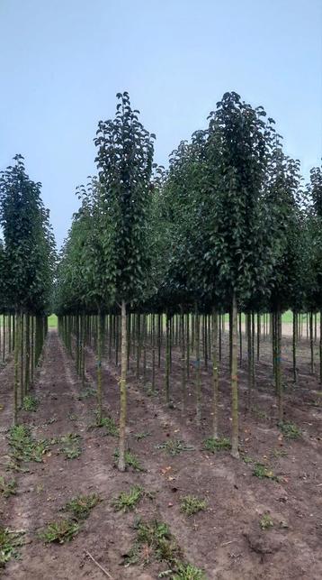 Pyrus Chanticleer (Chinese Sierpeer) 🌳❗️kwaliteit❗️🌳 beschikbaar voor biedingen