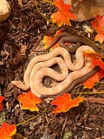 2 slangen met hok, Dieren en Toebehoren, Reptielen en Amfibieën, Slang, Met terrarium, 0 tot 2 jaar