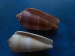 Schelpen: Conus circumcisus brazieri Sow. set gem 64-59mm, Verzenden, Schelp(en)