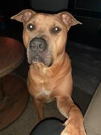 Hallo  ik ben boyco, ik zoek een nieuw huisje., Dieren en Toebehoren, Honden | Bulldogs, Pinschers en Molossers, 6 jaar of ouder