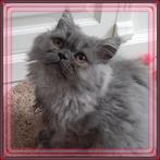 Perzische poesje. Pers Perzisch doll face kitten, Poes, Gechipt, 0 tot 2 jaar