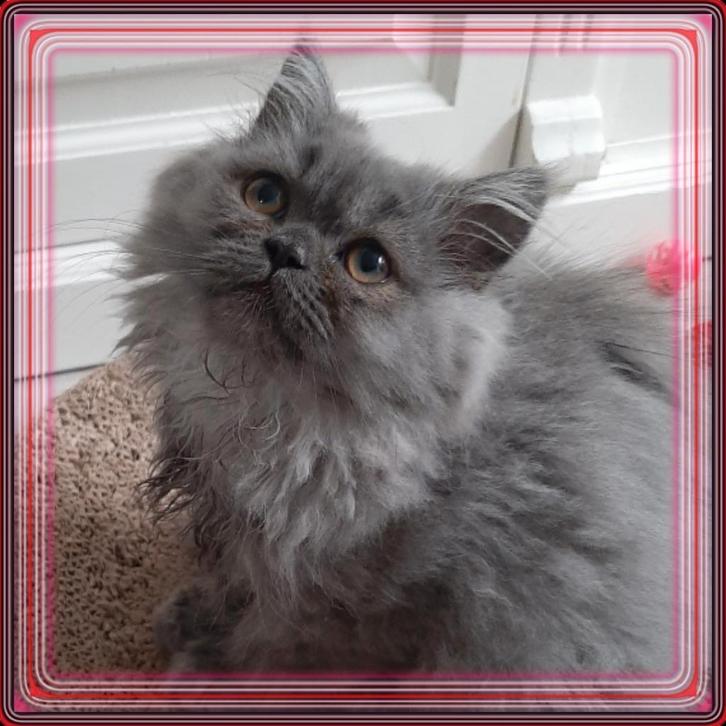 Perzische poesje. Pers Perzisch doll face kitten, Dieren en Toebehoren, Katten en Kittens | Raskatten | Langhaar, Poes, 0 tot 2 jaar