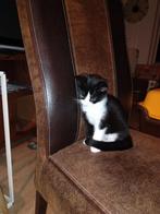 leuke kittens , nog nooit buiten geweest, Meerdere dieren, Kortharig, 0 tot 2 jaar