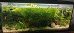 aquarium EHEIM 100/40/45, Ophalen, Gebruikt, Gevuld zoetwateraquarium