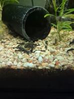 Borstelneus algeneters, Dieren en Toebehoren, Vissen | Aquariumvissen, Vis