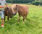 Shetland pony’s, Dieren en Toebehoren, Pony's, Ruin, Niet van toepassing, A pony (tot 1.17m), 11 jaar of ouder