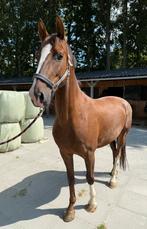 Prachtige 4-jarige merrie, Dieren en Toebehoren, Paarden, Minder dan 160 cm, Zadelmak, 3 tot 6 jaar, Tuigpaard