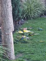 Jonge Bourkes, Elegant en Turquoisine parkieten, Dieren en Toebehoren, Meerdere dieren, Tropenvogel, Geringd
