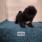 lieve mooie raszuivere choco shih tzu pups, Dieren en Toebehoren, Overige rassen, 8 tot 15 weken, Meerdere, Meerdere dieren