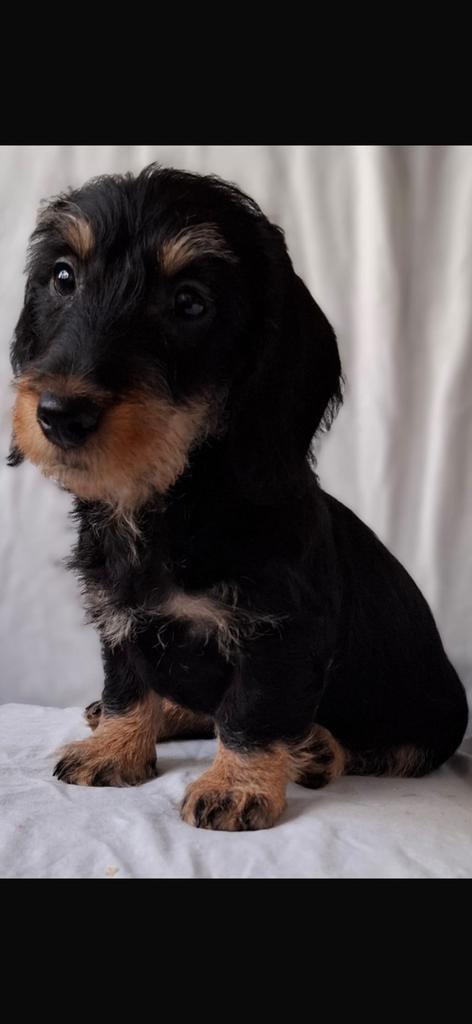 Ruwharige dwerg teckel pups, Dieren en Toebehoren, Honden | Teckels en Dashonden, Meerdere dieren, Ruwhaar, Dwerg, Particulier