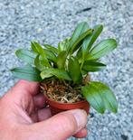 Orchidee Masdevallia strobelii, Dieren en Toebehoren, Vissen | Aquaria en Toebehoren, Ophalen of Verzenden, Zo goed als nieuw