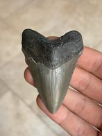 Haaientand fossiel Megalodon 8 centimeter, Ophalen of Verzenden, Fossiel