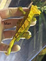 Wimpergekko man, Dieren en Toebehoren, Reptielen en Amfibieën, Hagedis