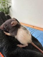 Tamme ratjes GRATIS, Dieren en Toebehoren, Knaagdieren, Rat, Meerdere dieren, Tam, Oktober