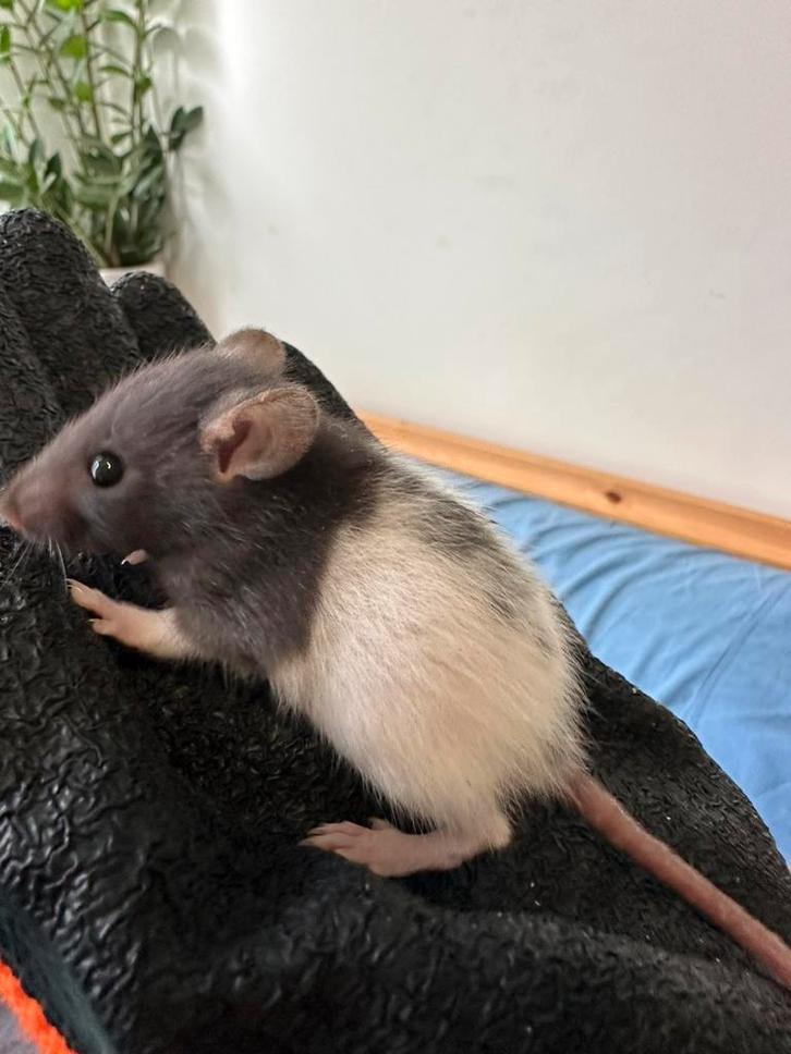 Tamme ratjes GRATIS, Dieren en Toebehoren, Knaagdieren, Meerdere dieren, Rat, Oktober, Tam