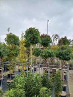 Liquidambar gumball en dak liquidambar, Ophalen, Bloeit niet, Overige soorten