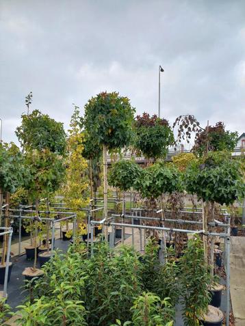 Liquidambar gumball en dak liquidambar  beschikbaar voor biedingen