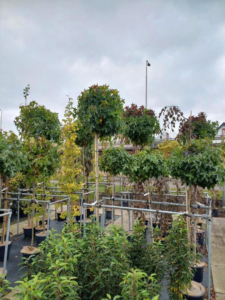 Liquidambar gumball en dak liquidambar, Tuin en Terras, Planten | Bomen, Ophalen