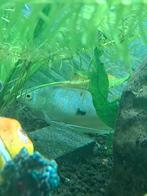 2x blauwe gourami, Dieren en Toebehoren, Vis