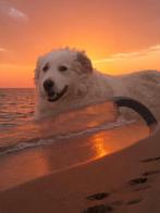 happy   en cicco zoeken nog baasje, Dieren en Toebehoren, Particulier, Buitenland, Meerdere, Meerdere dieren