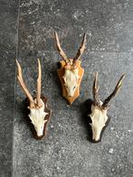 Decoratieve Ree Geweitjes - Set van 3, Ophalen