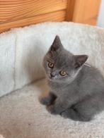Britse korthaar kitten (nog 1 beschikbaar), Meerdere dieren, Gechipt, 0 tot 2 jaar