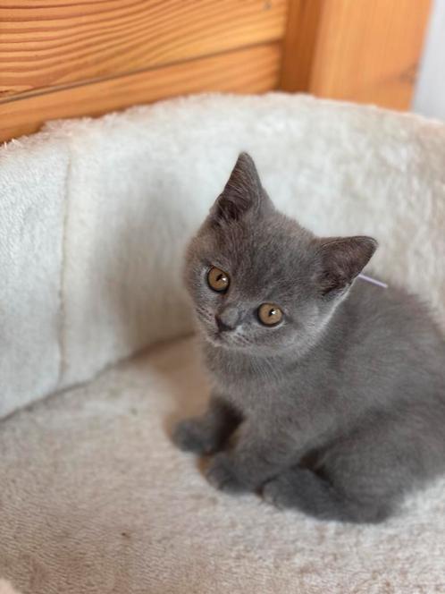 Britse korthaar kittens, Dieren en Toebehoren, Katten en Kittens | Raskatten | Korthaar, Meerdere dieren, 0 tot 2 jaar, Met stamboom