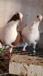 Syrische duiven., Meerdere dieren, Overige soorten