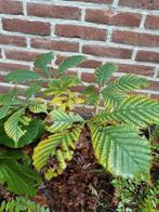 Gratis kastanje stekken, Tuin en Terras, Planten | Tuinplanten, Ophalen, Overige soorten, Volle zon
