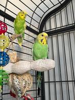 Koppel grasparkieten inc kooi, Dieren en Toebehoren, Vogels | Parkieten en Papegaaien, Meerdere dieren, Parkiet, Tam