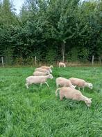 Nolana rui schaap, Dieren en Toebehoren, Schapen, Geiten en Varkens, Meerdere dieren, Schaap, 0 tot 2 jaar