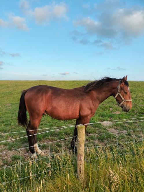 Groninger hengstveulen, Dieren en Toebehoren, Paarden, Hengst, Minder dan 160 cm, 0 tot 2 jaar