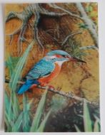 Ansichtkaart met 3D effect, ijsvogel op tak, nieuw, Toppan, Ophalen of Verzenden, 1980 tot heden, Ongelopen, Vogel