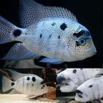 Vieja argentea, Dieren en Toebehoren, Vis, Zoetwatervis