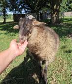 Prachtige Ouessant x Schoonebeker ram, Dieren en Toebehoren, Schapen, Geiten en Varkens, Mannelijk, Schaap, 0 tot 2 jaar