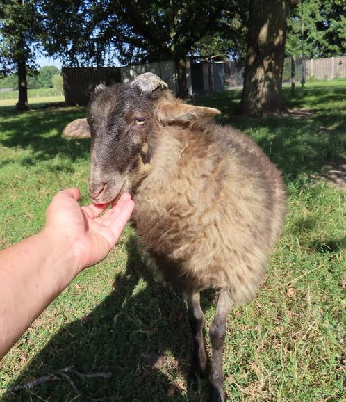 Prachtige Ouessant x Schoonebeker ram, Dieren en Toebehoren, Schapen, Geiten en Varkens, Schaap, Mannelijk, 0 tot 2 jaar