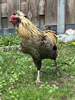 Stoere knappe auracana haan, Dieren en Toebehoren, Mannelijk, Kip
