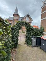 Haag en wand van klimop GRATIS, Tuin en Terras, Ophalen of Verzenden, Halfschaduw, Overige soorten