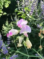 Peulen met zaad vaste lathyrus, Tuin en Terras, Bloembollen en Zaden, Ophalen of Verzenden, Voorjaar, Volle zon, Zaad
